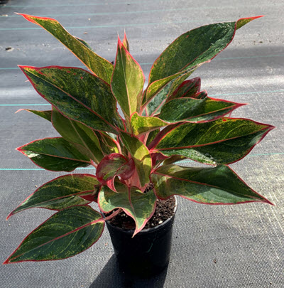 5" Aglaonema Red Siam